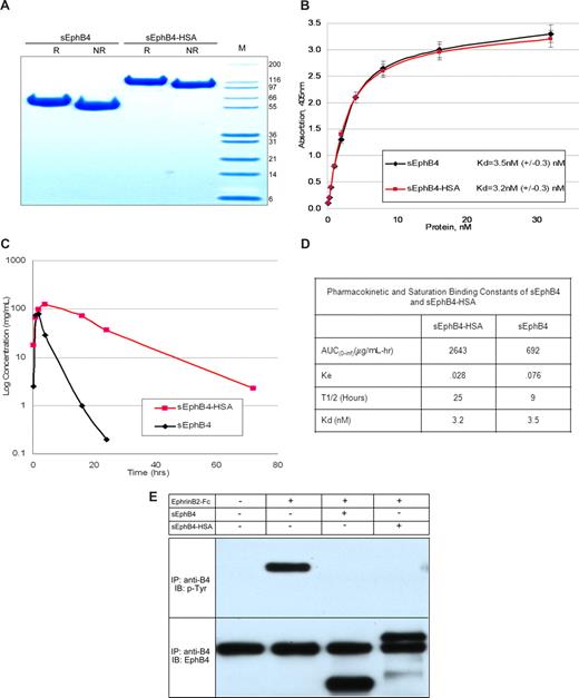 Figure 2. Expression and characterization of sEphB4 and sEphB4-HSA. (A) sEphB4-HSA was expressed in CHO cells and purified to near homogeneity and separated on SDS-PAGE (Coomassie staining) under reducing and nonreducing conditions. (B) Saturation binding kinetics of sEphB4 and sEphB4-HSA in a solid-phase ELISA. Interaction of increasing concentrations of sEphB4 or sEphB4-HSA with sEphrinB2-AP was determined in a solid-phase ELISA. Each point was determined in triplicate. Dissociation constants were calculated with the use of nonlinear regression and Graphpad Prism. (C) Systemic pharmacokinetics of sEphB4 and sEphB4-HSA administered intraperitoneally. Mice were injected with a 10 mg/kg dose of either sEphB4 or sEphB4-HSA administered intraperitoneally. Each point represents the average of 2 separate experiments. Error bars represent the SEM. (D) Pharmacokinetic and saturation binding constants of sEphB4 and sEphB4-HSA. (E) Tyrosine phosphorylation of EphB4 receptor in MCF7 cells in response to stimulation with EphrinB2-Fc (15 minutes) in the absence or presence of EphB4-derived soluble proteins.