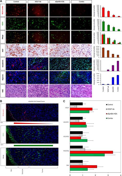 Figure 5. Analysis of vascular perfusion, vessel density, tumor cell proliferation, apoptosis and hypoxia. (A) Tumors were harvested at completion of the study and examined by hematoxylin and eosin staining. Just before harvest, mice were infused with RCA-Lectin and hypoxia probe. Nuclei were counterstained with DAPI. RCA-Lectin localized the perfused vessels, CD31 localized microvascular endothelial cells, and the merged picture shows perfusion of total vessels in the field. Quantitation was performed with the use of Bioquant Image Analysis (Bioquant, Nashville, TN). Proliferating cells within the tumor were assessed by immunohistochemical detection of Ki-67 protein and quantified as described. All values are expressed as mean plus or minus SEM. *P < .01 by Student t test. Ki-67 pictures were taken with Carl Zeiss Invertoskop microscope with a 4×/0.12 NA objective and 10× eyepiece. Photomicrographs were taken using a Nikon Coolpix 5000 camera and a Nikon Eclipse E400 microscope with a 10× eyepiece. Magnification was as 40×/0.75 NA objectives. (B) sEphB4-HSA–treated tumor and adjacent normal tissue vessel density and perfusion. Dotted line demarcates the skin showing autofluorescence. Vessels in the subcutaneous tissue (subcutis) and the margin of the tumor show perfusion. Deeper tumor tissue shows progressive decrease in the vessel density and even greater decrease in vessel perfusion. (C) Gene expression analysis of tumor tissues was performed by quantitative PCR for VEGF, VEGFR1, VEGFR2, PDGF-β, and Dll4. Gene expression levels were corrected for β-actin levels.