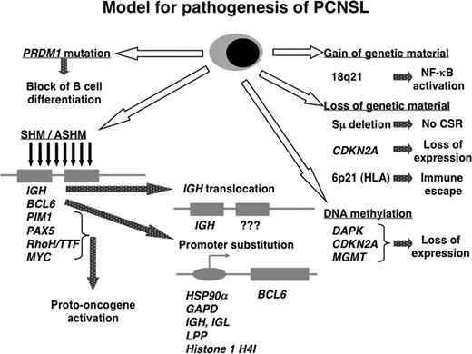 Figure 1. Model of pathogenesis for PCNSL. Schematic presentation of several pathways involved in the pathogenesis of PCNSL. SHM, somatic hypermutation; ASHM, aberrant somatic hypermutation; CSR, class switch recombination.