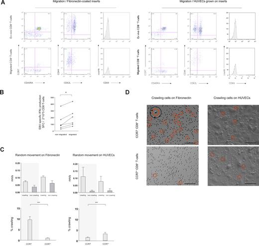 Figure 1. Phenotypic and functional characteristics of randomly moving of CD8+ T cells. (A) In transwell migration experiments, migration of CD8+ T cells through fibronectin-coated 5-μM pore membranes (left panel) and through HUVECs grown on 5-μM pore membranes (right panel) was assessed in absence of a chemotactic gradient. Ex vivo expression of CCR7 and CD45RA, CD44 and CD62L, and the activation marker CD69 was compared with expression on migrating cells (16 hours migration). Migrating CD8+ T cells were skewed toward a CCR7− and CD62L− phenotype. (B) As assessed in transwell migration experiments, the frequency of EBV-specific CD8+ T cells producing IFNγ was higher amid migrating than nonmigrating cells. *P < .05. (C) Using time-lapse microscopy, the movement pattern of sorted CCR7− and CCR7+CD8+ T cells on fibronectin-coated cell-culture plates and on HUVECs was visualized. The velocity of crawling and noncrawling cells was analyzed assessing 1-minute–spaced pictures. The average speed of crawling cells was similar among subsets on both fibronectin and HUVECs, whereas noncrawling cells moved slightly more rapid on fibronectin (top panel). Crawling and noncrawling cells were enumerated on 5-minute–spaced pictures throughout a 1-hour observation period, and the mean percentage of crawling cells compared among CCR7− and CCR7+CD8+ T cells. Crawling was a prominent feature of CCR7−CD8+ T cells on fibronectin (∼10% of all cells). On HUVECs the frequency of crawling CD8+ T cells was higher among the CCR7+ subset, but always remained less than 5% (bottom panel). ***P < .001 (D) On representative time-lapse video pictures crawling CD8+ T cells on fibronectin and HUVECs are marked with a circle. The insert shows the typical features of a crawling cell at higher magnification. Scale bar represents 0.1 mm.