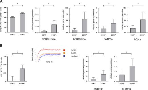Figure 2. ATP content and energy efficiency of CCR7− versus CCR7+CD8+ T cells. (A) ATP contents of sorted CCR7− and CCR7+CD8+ T cells were measured in a luminescence-based assay (left panel); mRNA levels of PGC-1β, ERRα, cytochrome C (Cycs), and ATP synthase (Atp5o) were quantified using RT-PCR technology (right panels). CCR7−CD8+ T cells contained less ATP and expressed less mRNA for PGC-1β, ERRα, Cycs, and Atp5o than their CCR7+ counterparts. *P < .05. (B) In calorimetric analyses heat production of sorted CCR7− and CCR7+CD8+ T cells was quantified. After a calibration period of 24 hours, heat production was quantified every minute for 12 hours. The insert shows the heat flow diagram of a representative experiment (left panel). mRNA levels of the uncoupling proteins 2 and 3 of the respiratory chain (UCP-2 and UCP-3) were quantified by RT-PCR (right panels). CCR7−CD8+ T cells contained significantly less mRNA for both UCP-2 and UCP-3 than their CCR7+ counterparts. *P < .05.