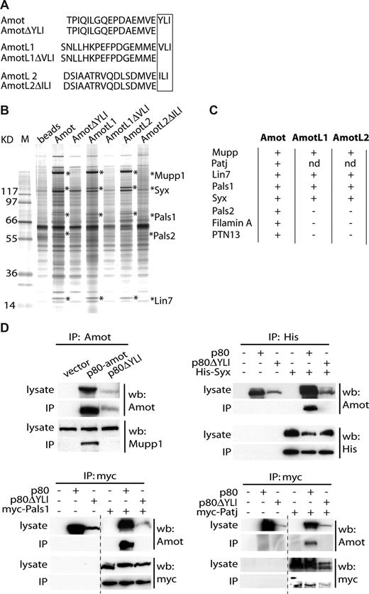 Figure 2. Identification of proteins associated with the PDZ-binding motifs of Amot, AmotL1, and AmotL2. (A) Peptides corresponding to the last 19 C-terminal amino acids of Amot, AmotL1, and AmotL2 including the PDZ-binding domains were used for pull-down experiments of mouse aortic endothelial lysate. Peptides lacking the 3 last amino acids were used as negative controls. (B) Proteins that bound to peptides were separated by SDS-PAGE and visualized by silver staining and analyzed by mass spectrometry. Data regarding peptide coverage can be found in Table S1. (C) The table summarizes the proteins pulled down with the full-length peptides but not with the truncated peptides. Patj was also found to associate with Amot by yeast 2-hybrid screening as described in “Yeast cotransformation assays.” (D) Myc-Pals1, myc-Patj, or His-Syx were cotransfected in HEK293 cells together with human p80 Amot or p80 ΔYLI (negative control lacking the PDZ-binding motif). Protein-protein interaction was verified by coimmunoprecipitation analysis. Endogenous Mupp1 was immunoprecipitated with transfected human p80Amot (top left panel). The vertical lines indicate repositioned gel lanes.