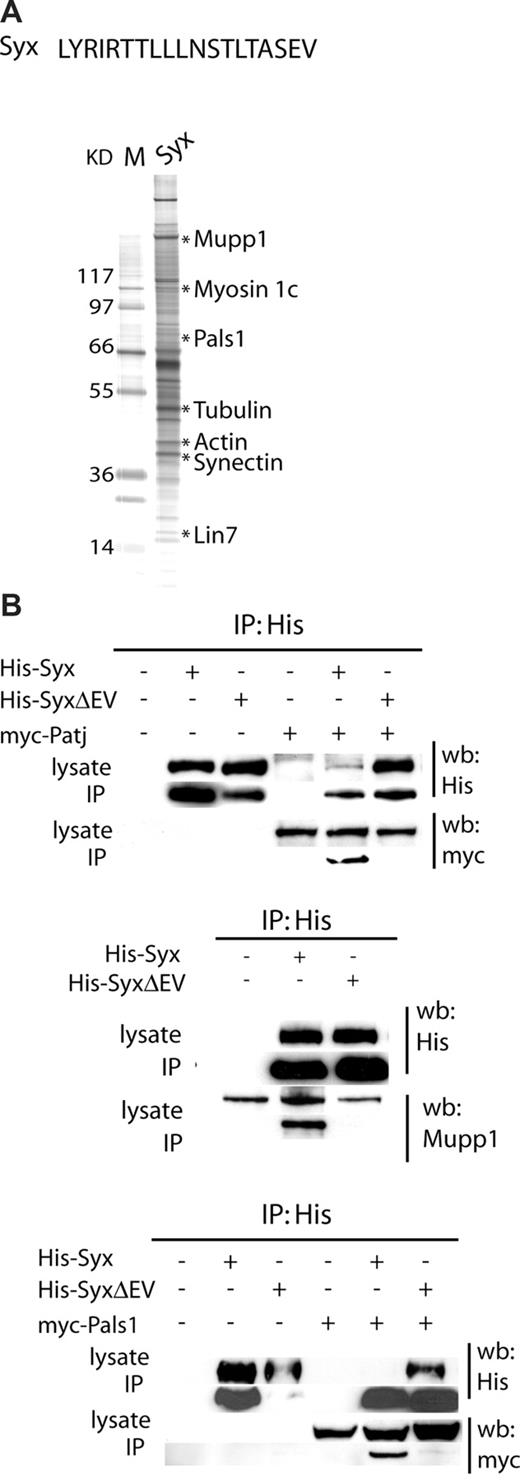 Figure 3. Identification of proteins associated with the PDZ-binding motif of Syx. (A) A peptide corresponding to the last 19 amino acids of Syx was used for pull-down experiments in MAE cells. Proteins that bound to peptides were separated by SDS-PAGE and visualized by silver staining and analyzed by mass spectrometry. The identity of bands indicated by asterisks is shown in the figure as well as in Table S1. (B) Pals1, Patj, and Mupp1 binding to Amot was verified by coimmunoprecipitation analysis in HEK 293 cells as indicated. The Syx ΔEV (lacking 2 aa's in the PDZ-binding motif) was used as negative control.