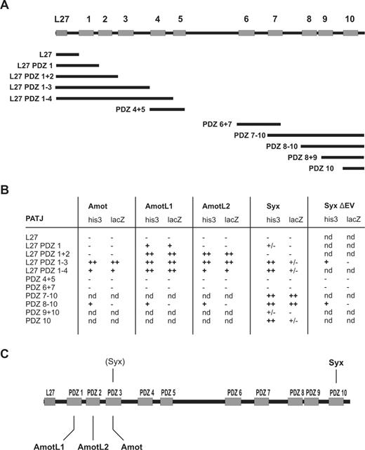 Figure 4. Angiomotin family members directly interact with Patj via different PDZ domains. (A) Domain architecture of Patj constructs. Full-length Patj (1801 aa's) consists of one N-terminal L27 (blue) and 10 PDZ domains (orange). (B) Summary of the Y2H assays. S cerevisiae MaV203 cells were cotransformed with bait constructs containing cDNAs encoding different Patj deletion mutants and prey plasmids that encode the C-termini of Amot, AmotL1, AmotL2, and Syx as well as Syx lacking the last 2 amino acids. To test for interaction in the Y2H assays, corresponding strains were cultivated in synthetic media lacking leucine, tryptophan, and histidine, supplemented with 50 to 75 mM 3AT (his3). In addition, β-galactosidase reporter gene activity (lacZ) was determined on replica filters using X-gal as substrate. − indicates no growth in selection media or no β-galactosidase activity; +/−, background growth or background β-galactosidase activity; +, growth in selection media or weak β-galactosidase activity; +/+, very fast growth in selection media or high β-galactosidase activity; and nd, not determined. (C) Figure summarizing the binding specificities of Amot, AmotL1, AmotL2, and Syx to individual PDZ domains of Patj. The binding of Pals1 to L27 was shown by Roh et al.34