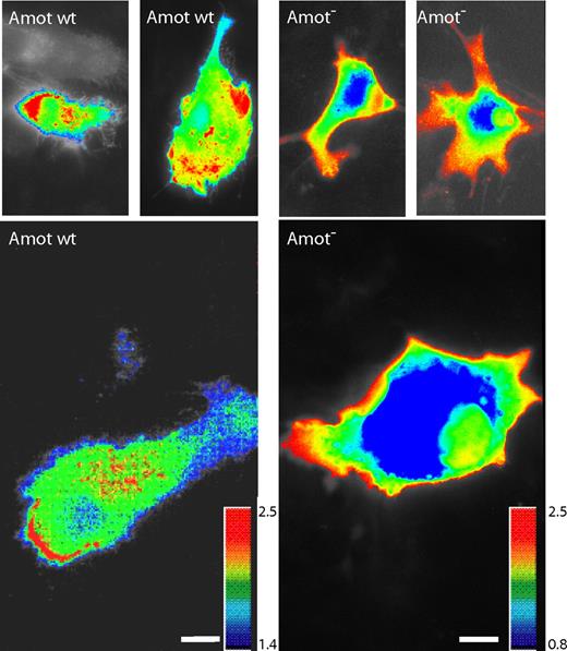 Figure 5. Loss of focal RhoA activity in Amot-deficient endothelial cells. FRET images of endothelial cells expressing the Raichu-RhoA YFP-CFP probe. FRET efficiency is displayed as a thermal map corresponding to the scale shown in lower panels. Randomly migrating Amot wt cells exhibited high RhoA activity in the leading front of lamellipodia and cellular protrusions. In contrast, the RhoA activity in Amot-deficient cells was not focal but was uniformly localized to the outer membrane. Scale bar represents 10 μm.