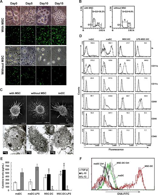 Figure 1. MSCs induce maDCs into a novel DC population. (A) Expansion of maDCs seeded onto MSCs for 15 days. Increased cell number was obvious in culture with MSCs (top panel, maDCs from normal mice, ×400; bottom panel, maDCs from EGFP-transgenic mice, ×100). (B) Cell-cycle analysis of maDC cultured with or without MSCs. Values are the percentages of S/G2 cells. Data are representative of at least 3 independent experiments. (C) Scanning electron microscopy (SEM) and transmission electron microscopy (TEM) images of maDC cultured with or without MSCs and imDC. During coculture with MSC, the nonadherent maDC with many long dendrites (without MSC group) gradually became larger with less and shorter dendrites (with MSC group). Similar to imDC, it displayed heterogenous morphology and measured on average 10 to 12 μm in diameter, possessed scattered chromatin and a relatively large nucleus. It had fewer mitochondria, endoplasmatic reticulum and vesicles, but much scattered ribosomes compared with maDC without MSC. (D) Phenotype of MSC-treated DCs. The imDC, maDC, MSC-DC (maDC cocultured with MSC for 7 days), and LPS-MSC-DC (MSC-DC stimulated by LPS for 3 days) were analyzed by flow cytometry. Dotted lines indicate background staining. Numbers in histograms indicate the mean fluorescence of each DC population. (E) Cytokine secretion profiles of maDC, MSC-DC, and MSC-DC stimulated with 500 ng/mL LPS. Data are mean (± SD) of triplicate wells. *P < .05; **P < .001. (F) MSC-DC has an enhanced phagocytic ability than maDC evaluated by OVA-FITC phagocytosis using FACS. One of at least 3 independent experiments with similar results is shown.