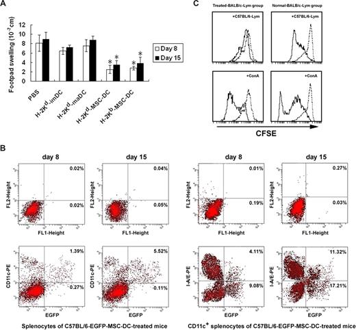 Figure 3. MSC-DCs inhibit allo-DTH. (A) Treatment of allo-DTH by MSC-DCs. BALB/C mice were immunized on the dorsal flank by subcutaneous inoculation of C57BL/6 spleen cells (108 cells/mouse) on day 0, and challenged on day 7 and day 14 at the hind footpad by injecting the same antigens (108 cells/mouse). H-2Kd–APCs from BALB/C mice or H-2Kb–MSC-DCs from C57BL/6 (−EGFP) mice were injected intraperitoneally (3 × 106 cells/mouse) on days −6, −4, 0, 3, and 6. Footpad thickness was then measured on day 8 and day 15. Data are representative of 3 independent experiments, showing the mean (± SD) of footpad swelling on indicated day. *P < .05. (B) MSC-DCs proliferated and up-regulated their CD11c and Ia expression in vivo. EGFP+MSC-DC–treated BALB/C mice were killed on days 8 and 15, and all of the splenocytes isolated from these mice were analyzed for the levels of EGFP and CD11c expression by flow cytometry. Subsequently, CD11c+ cells were enriched from splenocytes by magnetic-activated cell sorting. MSC-DC proliferation and Ia expression in vivo were measured by I-A/E and EGFP double-staining FACS analysis and showed with a percentage change. A representative of at least 3 independent experiments is shown. (C) MSC-DCs induced a donor-specific tolerance. Normal or C57BL/6-MSC-DC–treated BALB/C mice were killed 15 days later, and splenocytes were used as responder cells in MLC and mitogen proliferative assay. Lethally irradiated splenocytes from C57BL/6 mice or ConA (5 μg/mL) were used as stimulators. Splenocytes from normal mice served as control. The proliferative responses were assessed by CFSE label and FACS. Dotted line, unstimulated splenocytes.