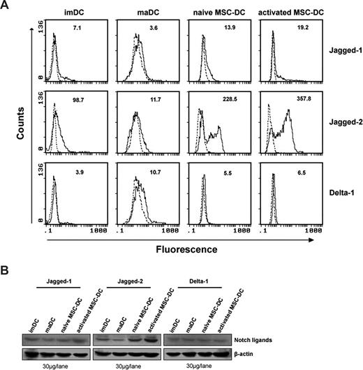 Figure 4. MSC-DCs up-regulate Jagged-2 expression. (A) FACS analysis for expression of notch ligands on MSC-DCs. Expression of Jagged-1, Jagged-2, and Delta-1 on the surface of imDC, maDC, MSC-DC, and activated MSC-DC (48 hours after MLC) were analyzed by flow cytometry. Dotted lines indicate background staining. Numbers in histograms indicate the geometric mean fluorescence of each DC population. (B) Western blot detection for notch ligands of MSC-DCs. The expression of Jagged-1, Jagged-2, and Delta-1 protein were further detected by Western blot, using 30 μg protein per lane of lysates from imDC, maDC, MSC-DC, and activated MSC-DC. Results are representative of at least 5 independent experiments.