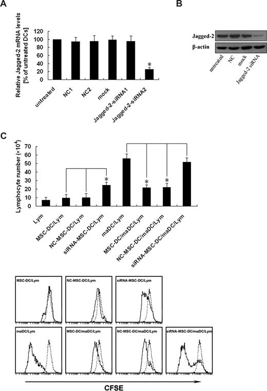 Figure 5. Up-regulation of Jagged-2 determines the immunologic characteristics of MSC-DCs. (A) Identification of an efficient and specific siRNA targeted against Jagged-2. The MSC-DC was infected with different Jagged-2–siRNA retroviral vectors. After 5 days of transfection, total RNA was isolated and reverse transcribed, and real-time PCR was performed with Jagged-2 mRNA as the target and β-actin as an internal control. The normalized ratio of Jagged-2 to β-actin in untreated cells was set to 100% (column 1). The transfection with scrambled negative control (NC) 1 (column 2), NC2 (column 3), mock (column 4) siRNA, and Jagged-2–siRNA1 demonstrated no significant down-regulation of the Jagged-2 mRNA. A significant effect (*P < .01) on Jagged-2 mRNA was detected for Jagged-2–siRNA2 (column 6). The specific mRNA level was reduced up to 70%. The data are presented as mean (± SD) of 3 independent experiments. Changes were considered as significant if P < .01. (B) Jagged-2 knockdown is confirmed at the protein level. After 5 days of transfection, the total cellular protein of extract of DCs was separated for analysis of Jagged-2 expression. Jagged-2-siRNA–MSC-DCs showed dramatically reduced Jagged-2 protein levels compared with untreated, NC, and mock vector treated cells. The data are representative of 3 independent experiments with cells. (C) Knockdown of Jagged-2 enhances the immunogenicity while decreases the immunoregulatory function of MSC-DCs. The top panel shows that CFSE-labeled lymphocytes (H-2Kb) were cultured with maDCs (H-2Kd), MSC-DCs (H-2Kd), NC-MSC-DCs, (H-2Kd) and siRNA–MSC-DCs (H-2Kd), respectively, in the absence or presence of maDCs (H-2Kd) stimulation for 3 days, and the total number of live lymphocytes in each well was measured by flow cytometry. Data represent mean (± SD) of triplicate samples. *P < .05. In the bottom panel, FACS analysis showed that the effects of Jagged-2 RNAi on the lymphocyte proliferation. Data are representative of at least 3 independent experiments. Dotted line, unstimulated lymphocytes.