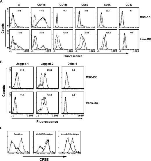 Figure 6. Cell-cell contact is required for MSC-DC generation. (A) FACS for the influence of transwell system on phenotype of MSC-DC. The MSC-DCs and trans-DCs (maDCs cultured in the transwell plates to avoid cell-cell contact with MSC monolayers for 7 days) were stained with antibodies to Ia, CD11b, CD11c, CD80, CD86, and CD40, analyzed by flow cytometry. Dotted lines, background staining. Numbers in histograms indicate the geometric mean fluorescence of each DC population. (B) FACS for the influence of transwell system on expression of notch ligands on the surface of MSC-DC. The MSC-DCs and trans-DCs were stained with antibodies to Jagged-1, Jagged-2, and Delta-1, analyzed by flow cytometry. Dotted lines, background staining. Numbers in histograms indicate the geometric mean fluorescence of each DC population. (C) Effects of transwell system on the immune inhibitory function of MSC-DC. CFSE-labeled lymphocytes (H-2Kb) were cultured with MSC-DCs (H-2Kd) or trans–MSC-DCs (H-2Kd) in the absence or presence of ConA (5 μg/mL) stimulation, and 3 days later, cells in each well were collected and measured by FACS. Dotted line, unstimulated lymphocytes.