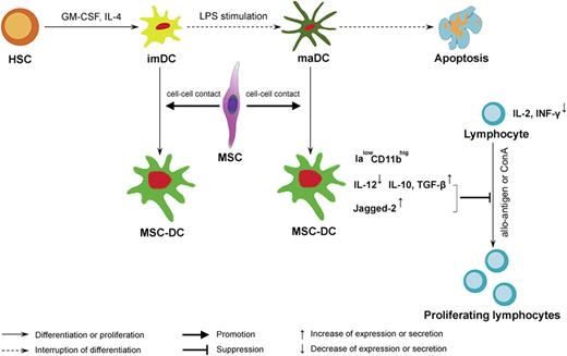 Figure 7. A proposed model of regulation of DC destiny by MSCs. We propose that MSCs mediate their immunomodulatory effects by influencing DC fate. MSCs, via a critical cell-cell contact mechanism, not only drive imDCs or maDCs to escape their traditional destiny of apoptosis, but also induce them into a novel IalowCD11bhig regDC population, MSC-DCs, capable of suppressing lymphocyte activities through up-regulation of Jagged-2 and increasing secretion of IL-10 and TGF-β. Ialow indicates a low-level expression of Ia molecules; CD11bhig, a high level expression of CD11b.