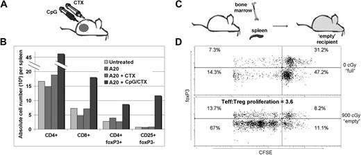 Figure 1. Treg increase in CpG/CTX-vaccinated mice and preferential Teff proliferation during immunotransplantation. (A) Mice received CpG/CTX vaccination as described. (B) On day 15 after vaccination, donor mice splenocytes were assessed for T-cell subsets by flow cytometry. (C) Splenocytes were taken from wild-type donor mice and labeled with 5 μg/mL CFSE and injected along with unlabeled BM cells into recipients that received either no (0 cGy) or lethal (900 cGy) TBI. (D) On day 15 after transplantation, splenocytes were taken from 3 recipient mice and separately measured by flow cytometry for CFSE, surface CD4, and intracellular foxP3. Data shown are gated on live, CFSE+, CD4+ cells. Data shown are representative of the 3 individual recipients.