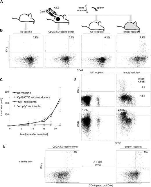 Figure 2. Immunotransplantation enhances tumor-specific T-cell responses and protects against high-dose tumor challenge. (A) Mice received either no vaccine, vaccination with CpG/CTX, or syngeneic BM and CFSE-labeled splenocytes from vaccinated donors after either no irradiation (“full” recipients) or 900 cGy of TBI (“empty” recipients). On day 3 after transplantation, mice (10 per cohort) were challenged with 107 A20 cells subcutaneously. (B,D) On day 15 after transplantation, mice were bled and PBMCs tested for tumor-specific IFN-γ production. (B) Graphs are gated for CD3+ lymphocytes, and statistics are IFN-γ+ cells as a percentage of all CD44hi cells. (C) Tumor growth curves are composites for each cohort. Error bars represent plus or minus 1 SD. (D) (Top right panel) Mean fluorescent intensity (MFI) of IFN-γ–producing cells related to CFSE dilution. The MFI of IFN-γ+ cells (5.1) is lower than that of IFN-γ−, 12.1. (Bottom panels) “Empty” mice contain more (22.5%) CD3+CD44hi cells (defined as in panel A) than their “full” mice counterparts (1.7%). (E) On day 45 after transplantation, 9 mice were rebled and PBMCs were separately assayed as in panels B and D, except that gated are CD8+ cells and indicated are the proportion of IFN-γ+ cells as a percentage of CD44hi cells.