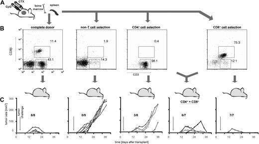 Figure 4. Immunotransplantation of CD8 T cells is both necessary and sufficient for tumor protection. (A) Donor mice received CpG/CTX vaccination, and splenocyte cell subsets were purified from CpG/CTX vaccinated donors using mAb-conjugated ferromagnetic beads to either positively select or deplete specific populations. (B) Resulting populations were gated on live lymphocytes, and purity was assessed by flow cytometry. (C) CpG/CTX donor splenocyte subsets were used in immunotransplantation as described. Recipient mice received high-dose tumor challenge on day 3 after transplantation and were followed for bidimensional tumor size. Proportions of tumor-free mice are indicated. One mouse in the “CD4+CD8” group died within a week after transplantation but still had palpable tumor.