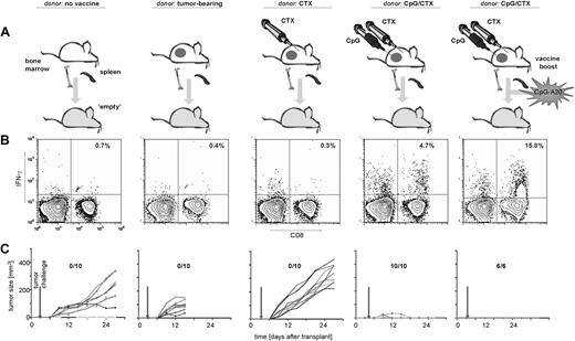 Figure 5. Donor requirements to transfer antitumor immunity. (A) Donor mice received no treatment, A20 tumor challenge, A20 tumor challenge followed by CTX, or A20 tumor challenge followed by CTX and intratumoral CpG. On day 0 (7 days after the completion of the CpG/CTX vaccine), recipient mice received 9 Gy of TBI followed by 5 × 106 BM cells and splenocytes from donors. One group received a simultaneous boost of 106 A20 cells, which were cultured with CpG-1826 at 3 μg/mL for 72 hours, then irradiated (50 Gy). On day 3 after transplantation, all cohorts of mice received high-dose tumor challenge. (B) On day 15, posttransplantation/transfer mice were bled and assayed by flow cytometry for tumor-specific CD8 T-cell responses as described. Indicated are the percentage of IFN-γ–producing CD8+ live lymphocytes (n = 3 per cohort). (C) Cohorts of mice were followed for bidimensional tumor size, and proportions of tumor-free mice are indicated. One mouse in the “no treatment donor” cohort (first column) showed minimal subcutaneous growth but manifested systemic disease (with hind-limb paralysis) and was killed on day 30.