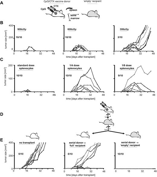 Figure 6. Immunotransplantation-induced tumor immunity increases with time and with serial transplantations. (A) Donor mice received CpG/CTX vaccination, and recipient mice received TBI. (B) Donor splenocytes and BM were transferred to recipients that received 900, 600, or 300 cGy as depicted. (C) Recipient mice received 900 cGy of TBI followed by 5 × 106 BM cells and splenocytes from donors at donor/recipient ratios of 1:1, 1:4, or 1:8, as depicted. (B,C) Recipient mice received high-dose tumor challenge on day 3 after transplantation and were followed for bidimensional tumor size. Proportions of tumor-free mice are indicated. (D) Serial immunotransplantation. Cured immunotransplantation recipients from experiments conducted as in panel A were subsequently used as donors in a serial immunotransplantation. Secondary recipients received either no irradiation or 900 cGy of TBI as depicted, followed by 5 × 106 BM cells and splenocytes from cured immunotransplantation mice. On day 3 after (secondary) transplantation, recipients were challenged with 107 A20 cells subcutaneously and (E) followed for tumor growth.
