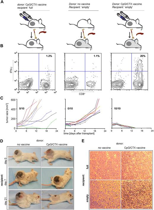 Figure 7. Immunotransplantation cures mice with large tumors. (A) Donor mice received no treatment or CpG/CTX vaccination. Recipient mice were challenged with 107 A20 cells subcutaneous 14 days earlier, then received either no irradiation or 900 cGy of TBI followed by 5 × 106 BM cells and splenocytes from donors. Nonirradiated mice also received an intravenous boost of A20 cells stimulated with CpG followed by irradiation (CpG-A20 cells) at the time of transplantation. (B) On day 15 after transplantation, mice were bled, and IFN-γ–producing tumor-specific CD8 T cells were assayed by flow cytometry as described (n = 3). (C) Cohorts of mice (n = 10) were followed for bidimensional tumor size, and proportions of tumor-free mice are indicated. Three mice from the “no vaccine donor” cohort died within 3 days after transplantation, still with palpable tumor. (D) Tumor (400-mm2)–bearing mice were used as immunotransplantation recipients as in panels A to C from donors receiving no treatment or CpG/CTX vaccination; shown are photographs of the same mice over time. (E) Tumor (100 mm2)–bearing mice were used as immunotransplantation recipients and were killed on day 8 after transplantation. Excised tumors were stained for CD3 and visualized per standard immunoperoxidase protocol (original magnification ×20, representative of 10 fields examined).