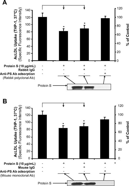 Figure 2. Immunodepletion of protein S. (A) AcLDL uptake in THP-1 macrophages. Protein S was immunodepleted by rabbit anti–protein S antibody for 2 hours at 4°C. The immune complexes and antibody were removed using protein G Sepharose for 1 hour at 4°C. The resultant supernatant fluid was used for the AcLDL uptake assay in THP-1 macrophages, and the degree of protein S depletion was monitored by immunoblotting using the same anti–protein S antibody. Normal rabbit IgG was used as a negative control. (B) AcLDL uptake in THP-1 macrophages. Protein S was immunodepleted by monoclonal mouse anti–protein S antibody and protein G sepharose. Normal mouse IgG was used as a negative control. Representative results were from 3 experiments. Columns and bars denote the mean and SD. *P < .05 versus untreated controls.