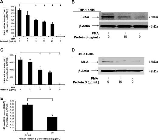 Figure 4. Inhibitory effects of human protein S on SR-A expression in human macrophages derived from THP-1 cells, U937 cells, and PBMCs. Macrophages were treated with protein S for 24 hours. (A) SR-A mRNA levels in THP-1 cells were analyzed by real-time PCR quantification. Results were normalized to the amount of GAPDH mRNA. (B) Protein levels of SR-A in THP-1 cells were detected by Western blot analysis. β-Actin was used as an internal control. (C) SR-A mRNA levels in U937 cells were analyzed by real-time PCR quantification. (D) Protein levels of SR-A in U937 cells were detected by Western blot analysis. (E) SR-A mRNA levels in PBMCs were analyzed by real-time PCR quantification. Representative results from 3 experiments are shown. Values are mean plus or minus SD of 3 experiments. *P < .05 versus untreated controls. SR-A indicates macrophage scavenger receptor A.