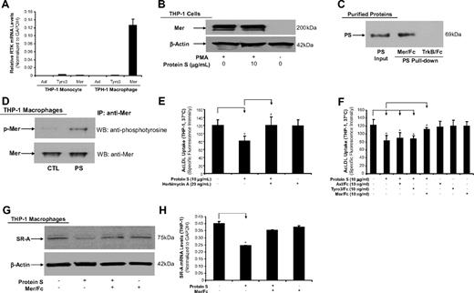 Figure 6. Role of Axl/Tyro3/Mer RTK in the activity of human protein S. (A) The mRNA levels of Axl, Tyro3, and Mer RTK in THP-1 monocytes and THP-1 macrophages were analyzed by real-time PCR. Results were normalized to the amount of GAPDH mRNA. (B) Mer protein expression. THP-1 macrophages were treated with protein S for 24 hours. Protein levels of Mer were detected by Western blot analysis. β-Actin was used as an internal control. (C) Ligand binding assay. Purified human protein S (10 nM) was mixed with 10 nM Mer/Fc fusion protein or tropomyosin-related kinase B (TrkB)/Fc as a negative control at 4°C for 2 hours, followed by incubation with protein A agarose beads for additional 1 hour. Bound proteins were subjected to SDS-PAGE and immunoblotted with anti–protein S antibody. Protein S input (20%). (D) Tyrosine phosphorylation assay. THP-1 macrophages were serum-starved for 6 hours prior to the human protein S treatment (20 μg/mL) for 30 minutes at 37°C. The cell lysates were immunoprecipitated with goat anti-Mer antibody, and immunoblotted with a phosphotyrosine-specific monoclonal antibody or anti-Mer. (E) Herbimycin A (a broad-spectrum RTK inhibitor) blocking. THP-1 macrophages were treated with protein S plus 20 ng/mL herbimycin A for 24 hours, followed by incubation with 5 μg/mL Alexa Fluor 488–AcLDL in the presence or absence of 250 μg/mL AcLDL for 3 hours at 37°C. (F) Mer/Fc chimera blocking the effects of protein S on AcLDL uptake. THP-1 macrophages were treated with protein S plus receptor/Fc chimera (Axl/Fc, Tyr3/Fc, or Mer/Fc) for 24 hours, followed by incubation with 5 μg/mL Alexa Fluor 488–AcLDL in the presence or absence of 250 μg/mL AcLDL for 3 hours at 37°C. (G) Mer/Fc chimera blocking the effects of protein S on SR-A protein expression. THP-1 macrophages were treated with protein S with or without Mer/Fc chimera for 24 hours. The SR-A protein levels were detected by Western blot analysis. β-Actin was used as an internal control. (H) Mer/Fc chimera blocking the effects of protein S on SR-A mRNA expression. THP-1 macrophages were treated with protein S with or without Mer/Fc chimera for 24 hours. The SR-A mRNA levels were detected by real-time PCR. Results were normalized to the amount of GAPDH mRNA. Data represent mean plus or minus SD of 3 experiments. *P < .05 versus untreated controls; #P < .05 versus protein S–treated group.