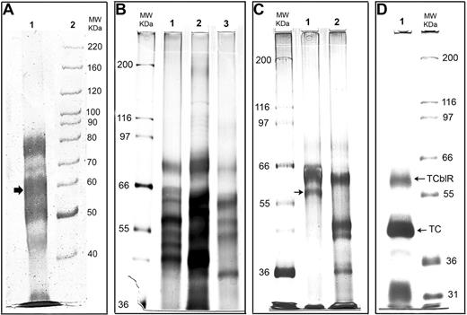 Figure 1. Reducing SDS-PAGE (7.5%) analysis of the TCblR protein during various stages of purification. (A) Protein eluted with EDTA from the TC-Cbl-Sephacryl affinity matrix. The 58-kDa region corresponding to the size of TCblR is marked with an arrow. (B) Protein eluted with 0.5 M of MgCl2 from the TC-Cbl affinity matrix. Lanes 1, 2, and 3 represent 3 batches of purification showing similar profiles by silver staining. (C) Elution from the affinity matrix after the purified protein from the first matrix was reapplied to the same matrix. Lane 1, protein retained on the matrix and was eluted with 0.5 M of MgCl2; lane 2, protein in the effluent that was not retained on the matrix. (D) The protein product after the final purification. The receptor-TC-Cbl complex released by photolysis of the Cbl-matrix was applied to a WGA agarose matrix, and the TCblR-TC complex bound was eluted. The upper band corresponds to the expected size of the receptor and the lower band represents TC that was bound to the receptor.
