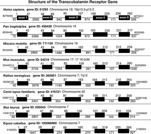Figure 5. Comparison of human TCblR gene structure with the receptor from other mammalian species. The intron-exon boundaries and genomic organization of the TCblR gene was compiled from sequence information available from gene data banks.