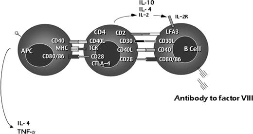 Figure 1. MHC class II cellular immune cascade. Exogenous peptide antigens such as fVIII are processed through MHC class II mechanisms. Antigen-presenting cells take fVIII into endocytic vesicles where it is bound to an MHC class II molecule. Bound peptides are then presented on the surface of the cell to specific T-cell receptors (TCR) on CD4+ T lymphocytes. In response to antigen presentation, T lymphocytes elaborate cytokines and up-regulate several surface molecules. These surface molecules interact with corresponding proteins on B lymphocytes, leading to maturation of B cells and antibody formation. APC indicates antigen-presenting cell; CD4, CD4+ T lymphocyte; B cell, B lymphocyte; MHC, major histocompatibility complex; TCR, T-cell receptor; CD, cluster of differentiation; IL, interleukin. Copyright G.C. White II.