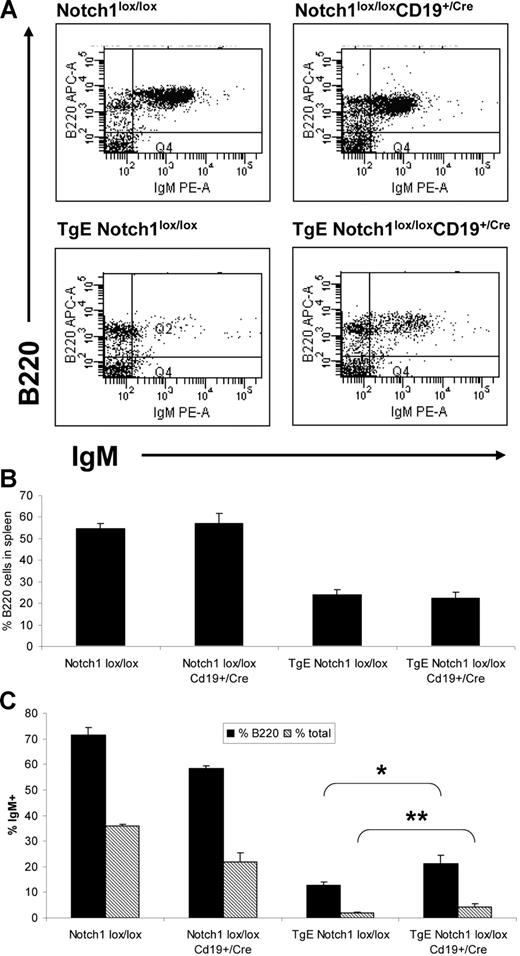 Figure 1. Loss of Notch1 expression in TgE mice results in increased IgM+ B cells in the spleen. (A) Total cells isolated from the spleen of each indicated genotype were stained with B220 and IgM fluorochrome-conjugated antibodies and analyzed by flow cytometry. Live cell populations, designated by forward and side scatter properties, were plotted with IgM and B220, and a representative plot is shown for each genotype. CD19-Cre–mediated deletion has been demonstrated previously to have an efficiency of approximately 80% in the bone marrow and 90% to 95% in the spleen.16 (B) The average percent of B cells based on B220 staining for each genotype is shown plus or minus SE. (C) The average percentage of B cells that have IgM on the cell surface (%B220) as well as the percentage of total spleen cells that are IgM+ (% total) for each genotype is shown plus or minus SE. The percentage of B220 cells expressing IgM (%B220) is calculated to account for differences in total B cells between the genotypes. Results from 4 independent experiments are shown. *P = .04, **P = .05 by t test. Notch1lox/lox, n = 5 mice; Notch1lox/lox CD19+/Cre, n = 4; TgE Notch1lox/lox, n = 7; TgE Notch1lox/lox CD19+/Cre, n = 8.