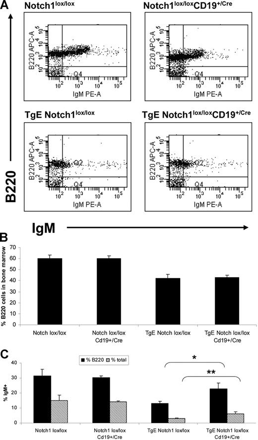 Figure 2. Loss of Notch1 expression in TgE mice results in increased IgM+ B cells in the bone marrow. Total cells isolated from the bone marrow of each indicated genotype were stained with B220 and IgM-conjugated antibodies and analyzed by flow cytometry. Live cell populations, designated by forward and side scatter properties, were plotted with IgM and B220, and a representative plot for each genotype is shown (A). (B) The average percentage of B220+ cells in the bone marrow for each genotype is indicated plus or minus SE. (C) The average percentage of B cells expressing IgM in the bone marrow from 4 independent experiments is shown. Data are represented as the percentage of B220+ cells that express IgM (%B220) as well as the percentage of total bone marrow that is B220+IgM+ (percentage of total). *P = .04, **P = .03 by t test. Notch1lox/lox, n = 4 mice; Notch1lox/lox CD19+/Cre, n = 4; TgE Notch1lox/lox, n = 4; TgE Notch1lox/lox CD19+/Cre, n = 6.