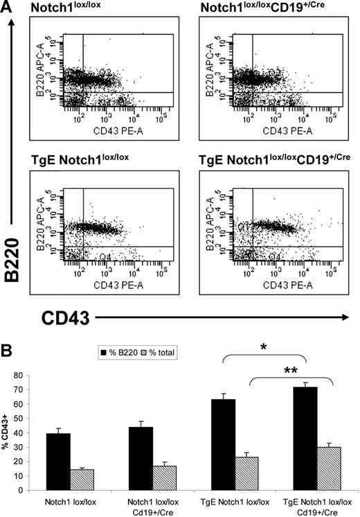 Figure 4. CD43+ B cells accumulate in the bone marrow of TgE Notch1lox/lox CD19+/Cre mice. Total cells isolated from the bone marrow of each indicated genotype were stained with B220 and CD43 fluorochrome-conjugated antibodies and analyzed by flow cytometry. Live cell populations, designated by forward and side scatter properties, were gated and B220 and CD43 expression was examined. A representative dot plot for each genotype is shown (A). (B) The average percentage of B cells in the bone marrow that express CD43 is shown plus or minus SE. Populations are represented as the percentage of total bone marrow that is CD43+ (% total) as well as the percentage of B cells that are CD43+ (%B220). *P = .05, **P = .04 by t test. Notch1lox/lox, n = 5 mice; Notch1lox/lox CD19+/Cre, n = 5; TgE Notch1lox/lox, n = 8; TgE Notch1lox/lox CD19+/Cre, n = 11.