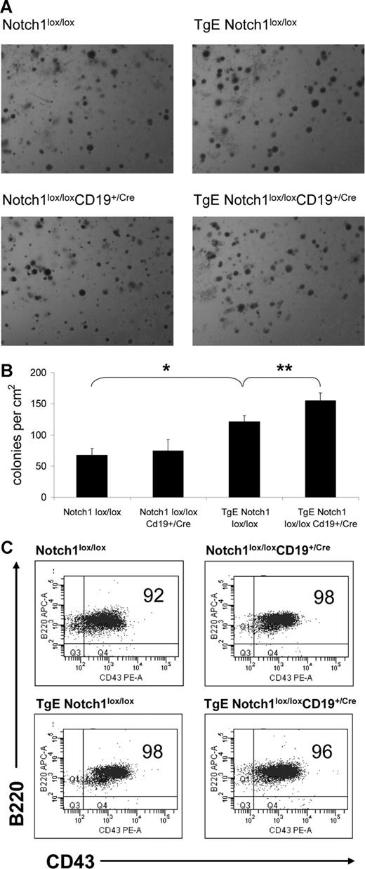 Figure 5. Bone marrow from TgE Notch1lox/lox CD19+/Cre mice forms more colonies in methylcellulose than TgE Notch1lox/lox mice. Bone marrow cells were plated in methylcellulose with IL-7. After 7 days, the numbers of colonies in 1 cm2 were counted in triplicate wells for each genotype. (A) Representative images of colonies formed from bone marrow cells for each genotype. Methylcellulose cultures were viewed with a Nikon SMZ1000 stereomicroscope with an HR Plan Apo 1× WD54 objective (Nikon Instruments, Melville, NY). Images were acquired using a Polaroid Digital Camera model PDM02 and DMC le version V1.25 software (Polaroid, Concord MA) and processed using Adobe Photoshop version 7.0 software (Adobe Systems, San Jose, CA). (B) The number of colonies in 1 cm2 of the culture dish was counted in triplicate for each genotype and the average number of colonies for 3 independent experiments is shown plus or minus SE. *P = .001, **P = .03 by t test. (C) Cells from methylcellulose cultures were stained with B220 and CD43 antibodies and analyzed by flow cytometry. The live cell population, designated by forward and side scatter properties, was gated to examine expression of B220 and CD43. A representative plot for each genotype is shown with percentages for each population. Typically, the majority of cells are B220+CD43+ B cells.