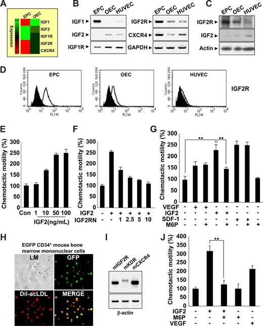 Figure 1. IGF2 increases EPC chemotaxis. (A) Total mRNA was isolated from EPCs and OECs, and gene expression profiles were assessed using an Affymetrix gene chip. Red indicates high expression. IGF2R mRNA and protein levels were measured by RT-PCR (B),Western blotting (C), and flow cytometric analysis (D). (E) EPCs were treated with IGF2 (1, 10, 50, and 100 ng/mL). (F,G) EPCs were preincubated for 30 minutes with or without IGF2RN (1, 2.5, 5, and 10 μg/mL) or M6P (5 mM) and stimulated with IGF2 (50 ng/mL), VEGF (50 ng/mL), or SDF-1 (50 ng/mL). After 24 hours, chemotaxis was quantified by counting the cells that migrated to the lower side of the filter with optical microscopy at 200× magnification. (H,I) EGFP CD34+ mouse BMMNCs were isolated using the magnetic-activated cell sorting (MACS) system and then cultured for 7 days. Immunofluorescent staining of Dil-acLDL was performed (H) using an Olympus IX81-ZDC microscope with a UPL SAPO 10×/0.40 NA lens. Mouse IGF2R, KDR, and CXCR4 mRNA expression was measured by RT-PCR (I). (J) EGFP CD34+ mBMMNCs were preincubated for 30 minutes with or without 5 mM M6P and stimulated with 50 ng/mL mIGF2 or 50 ng/mL mVEGF. All data are presented as the mean plus or minus SE from 3 different experiments in duplicate. **P < .01 versus IGF2 alone.