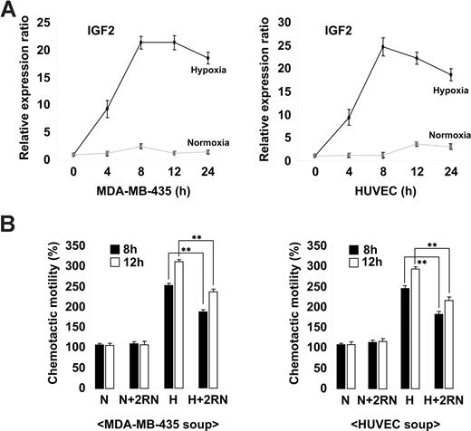 Figure 2. Hypoxia-induced IGF2 increases EPC chemotaxis. (A) MDA-MB-435 breast cancer cells and HUVECs were incubated for the indicated times under either normoxic (N) or hypoxic (H) conditions. (A) IGF2 mRNA was measured by real-time PCR. (B) EPCs were preincubated for 30 minutes with or without 10 μg/mL IGF2RN and stimulated with the conditioned media of either MDA-MB-435 cells or HUVECs. After 24 hours, chemotaxis was quantified by counting the cells that migrated to the lower side of the filter. Data are the mean plus or minus SE. **P < .01 versus hypoxic conditioned media alone.