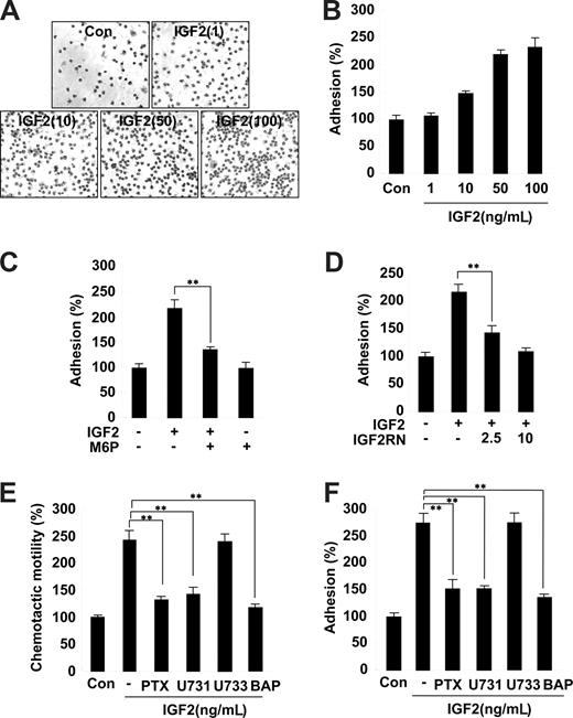Figure 3. Role and signaling of IGF2 in EPC chemotaxis and adhesion. (A,B) EPCs were treated with IGF2 (1, 10, 50, and 10 ng/mL). (C,D) EPCs were preincubated for 30 minutes with or without 5 mM M6P or IGF2RN (2.5, 5 μg/mL) and stimulated with 50 ng/mL IGF2. After 30 minutes, adhesion was quantified by counting the cells that attached to the fibronectin-coated matrix with optical microscopy at 200× magnification. (E,F) EPCs were preincubated for 6 hours with or without 50 ng/mL PTX or preincubated for 30 minutes with or without 5 μM U73122, 5 μM U73343, or 5 μM BAPTA-AM and stimulated with 50 ng/mL IGF2. After 24 hours, chemotaxis was quantified by counting the cells that migrated to the lower side of the filter with optical microscopy at 200× magnification (E). After 30 minutes, adhesion was quantified by counting the cells (F). Data are the mean plus or minus SE. **P < .01 versus IGF2 alone.