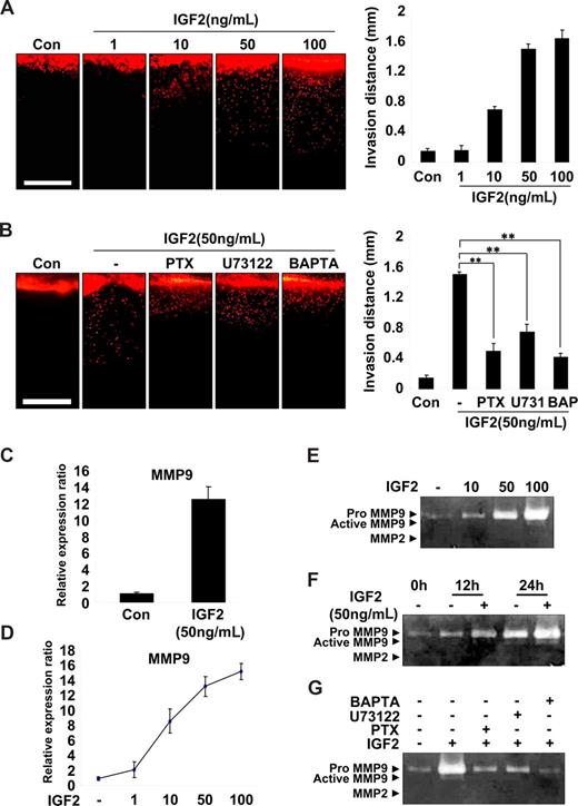 Figure 4. IGF2-enhanced invasion of EPCs is mediated by an increase in MMP9 expression. (A) Invasion assay using vertical collagen gel chamber with IGF2 at the bottom for the chemotactic gradient. Dil-acLDL–labeled EPCs were stimulated with IGF2 (1, 10, 50, and 100 ng/mL). (B) Dil-acLDL–labeled EPCs were preincubated for 6 hours with or without 50 ng/mL PTX or preincubated for 30 minutes with or without 5 μM U73122 or 5 μM BAPTA-AM, and then stimulated with 50 ng/mL IGF2. After 48 hours, invasion was quantified by counting the cells. Scale bar represents 1 mm. (C,D) Total mRNA was isolated from EPCs treated with IGF2 (1, 10, 50, and 100 ng/mL) or untreated, and MMP9 gene expression was assessed by real-time PCR analysis. EPCs were incubated in 0.5% FBS-conditioned medium for 24 hours in the absence or presence of IGF2 (10, 50, and 100 ng/mL) (E) or for the indicated times in the absence or presence of 50 ng/mL IGF2 (F). (G) EPCs were preincubated for 6 hours with or without 50 ng/mL PTX or preincubated for 30 minutes with or without 5 μM U73122 or 5 μM BAPTA-AM, and then incubated in 0.5% FBS-conditioned medium for 24 hours in the absence or presence of 50 ng/mL IGF2. The culture medium was collected and subjected to gelatin zymography. Data are the mean plus or minus SE. **P < .01 versus IGF2 alone.