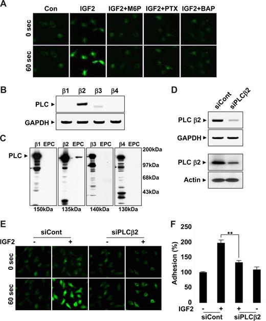Figure 5. IGF2 increases intracellular Ca2+ mobilization by PLCβ2. (A) EPCs were preincubated 6 hours with or without 50 ng/mL PTX or preincubated for 30 minutes with or without 5 mM M6P or 5 μM BAPTA-AM. Cells were stimulated with 50 ng/mL IGF2, and intracellular Ca2+ levels were measured. Both mRNA and protein levels of the PLC isozymes β1, β2, β3, and β4 were measured by RT-PCR (B) and Western blotting (C). (D) EPCs were transfected with nonsilencing (siCont) or PLCβ2 siRNA (siPLCβ2). After 48 hours, PLCβ2 mRNA and protein levels were measured by RT-PCR (top) and Western blotting (bottom). (E,F) EPCs were transfected as in panel D and stimulated with 50 ng/mL IGF2, and intracellular Ca2+ levels and adhesion were measured. (A,E) Images were viewed using an Olympus IX81-ZDC microscope with a LUCPL FLN 20×/0.45 NA lens, and processed using MetaMorph v.7.0 software. Data are the mean plus or minus SE. **P < .01 versus siCont + IGF2.