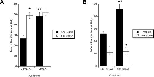 Figure 6. Myocardial infarct sizes after Sp1 repression. (A) CD39−/− mice or littermate controls matched in age, sex, and gender (CD39+/+ mice) were exposed to 45 minutes of myocardial ischemia after 2 hours of infusion of control siRNA (SCR siRNA) or siRNA specific for Sp1 (Sp1 siRNA) via a catheter placed with its infusion port into the left ventricle. Myocardial infarct sizes were measured by double staining of cardiac tissue with Evan blue and TTC. Infarct sizes are expressed as the percentage of the area at risk that underwent infarction (mean ± SD, n = 6). *P < .05 compared to control siRNA–treated mice (SCR); **P < .05 compared to wild-type mice (cd39+/+). (B) Reconstitution with soluble apyrase. C57BL/6J mice underwent treatment with control siRNA (SCR siRNA) or siRNA specific for Sp1 (Sp1 siRNA, see description for panel A). Thirty minutes before coronary ischemia, they were treated intraperitoneally with soluble apyrase (+Apyrase, 80 U/kg) or vehicle. After 45 minutes of myocardial ischemia and 2 hours of reperfusion, infarct sizes were determined by Evan blue and TCC double staining (mean ± SEM, n = 6). *P < .05 compared to vehicle-treated mice (Vehicle); **P < .05 compared to control siRNA–treated mice (SCR).
