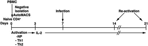 Figure 1. Model of HIV-1 latency. Procedure used for the generation of human primary memory T cells and subsequent establishment of latent infections.
