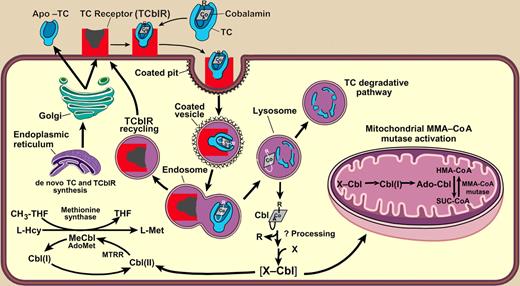 Schematic representation of TC receptor-mediated uptake of TC-Cbl via clathrin-coated pits and vesicles. The empty TC receptor recycles back to the cell surface while TC undergoes proteolytic degradation and release of Cbl. After processing, Cbl is targeted to cytoplasmic methionine synthase and mitochondrial methylmalonyl-CoA mutase (MMA-CoA mutase).