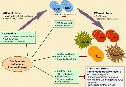 Combination immunotherapeutic strategies for cancer. The afferent or priming phase of the immune response may be enhanced by vaccines using novel tumor antigens or adjuvants or by vaccinating stem cell transplant (SCT) donors with healthy immune systems with the goal of adoptive transfer of the antitumor immunity to the patient. The efferent or effector phase of the immune response may be augmented by inhibiting various immunosuppressive and tolerance mechanisms in the tumor microenvironment. Potential strategies that are in various stages of preclinical and clinical development are shown. These agents may be used in combination with therapeutic cancer vaccines for optimal induction of antitumor immunity that, in turn, may lead to improved clinical outcome. MDSC, myeloid-derived suppressor cells; TGF-β, transforming growth factor beta.