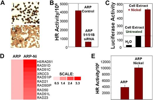Figure 4. HR activity in myeloma cells is induced by nickel chloride and inhibited by siRNAs targeting recombinases. (A) Loss of RAD51 protein expression by siRNAs. Immunostaining using monoclonal antibody to HsRAD51 of ARP cells transfected with (I) control siRNA and (II) HsRAD51-specific siRNAs. (B) Loss of HR activity by siRNAs. HR activity was assessed using the plasmid substrate after the transfection of ARP cells with siRNA directed at HsRAD51 and RAD51B. Recombination frequency is presented as number of recombination events per million transfected plasmid copies. ARP control, MM cells transfected with control siRNAs; ARP 51/51B SiRNA, MM cells transfected with siRNAs directed at RAD51 ands RAD51B. (C) Effect of nickel on promoter regulation of HsRAD51. HsRAD51 promoter was cloned upstream of a luciferase gene in a mammalian expression vector. The resulting construct HsRAD51P-LUC was transfected into normal diploid fibroblasts and the cells were then exposed to nickel chloride (0.3 mg/mL). After a 2-hour exposure, cells were lysed and luciferase activity was assayed with a Luciferase Assay Kit (Clontech). Lanes show luciferase activity in water (lane 1), in ARP cells transfected with RAD51P-Luc (lane 2), and in ARP cells transfected with RAD51P-Luc and exposed to nickel chloride (lane 3). (D) Induction of HsRAD51 and related genes by nickel chloride in ARP cells. ARP myeloma cells, untreated (ARP) or treated with nickel chloride (0.3 mg/mL) for 24 hours (ARP-Ni) were harvested, total RNA was isolated, and processed for gene expression analysis using U133 arrays (Affymetrix). Gene expression is shown by intensity of red color. Color scale shows fold change of gene expression in treated cells relative to untreated ARP cells. (E) HR activity in untreated ARP cells (ARP) or ARP cells exposed to nickel chloride (ARP Nickel; 0.3 mg/mL) for 5 days.