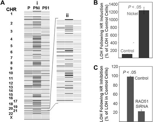 Figure 5. Effect of homologous recombination on rate of mutation in myeloma cells. (A) ARP myeloma cells were either transfected every 2 weeks with control siRNAs for 90 days (lane 1), exposed to nickel chloride (0.3 mg/mL) for 5 days (lane 2), or transfected every 2 weeks with siRNAs targeting HsRAD51 for 90 days (lane 3). Genomic DNA was isolated and evaluated with huSNP arrays (Affymetrix) as described. A representative figure showing all chromosomes (i) and an enlarged version of chromosome 20 (ii) is shown as an example. Dark lines indicate new LOH loci. (B,C) Summary of change in LOH over all chromosomes; error bars indicate standard error of the mean of triplicate assays. (B) Induction of LOH in ARP cells after exposure to nickel chloride as a percentage of control cell values. (C) Reduction in LOH in ARP cells after suppression of HR by HsRAD51 directed siRNA as a percentage of control cell values.