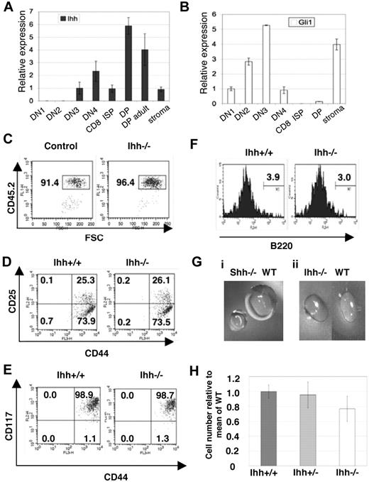 Figure 1. Early thymocyte development in Ihh−/− thymi. (A,B) Transcription of Ihh (A) and Gli1 (B) in sorted E16.5 fetal thymocyte populations and thymus stroma from C57BL/6 mice. Levels of Ihh and Gli1 transcription were normalized for HPRT mRNA content and are shown relative to HPRT-normalized transcription in the DN3 (Ihh) or DN1 (Gli1) subsets. cDNA samples were analyzed in triplicate by quantitative PCR on an iCycler (Bio-Rad, Hercules, CA) using iQ-SYBR Green Supermix (Bio-Rad). Thymocytes were sorted on a Modular Flow Cytometer (MoFlo; Dako North America, Carpinteria, CA), and purity was more than 98%. (C-F) Flow cytometry of E13.5 Ihh−/− and WT littermate thymi. (C) Dot plot of anti-CD45.2 staining versus forward scatter (FSC), showing the gate used for analysis of lymphocyte precursors. (D) The composition of DN subsets gated on CD45.2+ and stained with anti-CD44 and anti-CD25. (E) Dot plot of anti-CD117 staining versus anti-CD44 staining, gated on CD45.2+. (F) Histogram of anti-B220 staining, gated on CD45.2+CD44+ cells. Thymus size: control: 6.4 × 103, Ihh−/−: 4.8 × 103. (Gi) Photographs of E14.5 Shh−/− and WT littermate thymus lobes. (Gii) Photographs of E14.5 Ihh−/− and WT littermate thymus lobes. (H) The mean (± SE) relative cell number in WT (n = 7), Ihh+/− (n = 17), and Ihh−/− (n = 5) thymi on E14.5. To allow comparison between litters, the number of cells recovered from each thymus was divided by the mean number of cells recovered from WT thymi from the same litter, to give relative cell number from 4 E14.5 litters. Differences between WT, Ihh+/−, and Ihh−/− were not significant by Student t test.