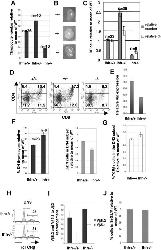 Figure 3. Thymocyte development in E16.5 Ihh−/− and Ihh+/− thymi. (A) Thymocyte number on E16.5. The mean relative cell number (± SE) in WT, Ihh+/−, and Ihh−/− thymi on E16.5. To allow comparison between litters, the number of cells recovered from each thymus was divided by the mean number of cells recovered from WT thymi from the same litter, to give relative cell number from different E16.5 litters. The differences in mean cell number between Ihh−/− and WT thymi (P < .001), Ihh+/− and WT thymi (P = .018), and Ihh−/− and Ihh+/− (P < .001) were statistically significant by Student t test. (B) Photographs of E16.5 WT, Ihh+/−, and Ihh−/− littermate thymus lobes. (C) The mean relative cell number (■) and mean relative percentages (□) of DP cells (± SE) in WT, Ihh+/−, and Ihh−/− thymi on E16.5. Differences in mean cell number and percentages between WT and Ihh+/− (P = .007, P = .02), WT and Ihh−/− (P < .001 for both), and Ihh+/− and Ihh−/− (P < .001 for both) thymi were statistically significant by Student t test. (D) Flow cytometry of E16.5 WT, +/−, and −/− littermate thymi stained with anti-CD4 and anti-CD8. Thymus size: WT 4.56 × 104, Ihh+/− 1.144 × 105, and Ihh−/− 1.68 × 104. (E) Transcription of Ihh in DP thymocytes from embryonic Ihh+/+ and Ihh+/− thymi. Relative levels of Ihh transcription were measured as described in Figure 1A and were normalized for HPRT mRNA content. (F) (Left panel) Mean percentages of DN thymocytes in WT and Ihh−/− thymi, relative to mean of WT littermates. The percentage of DN cells in the Ihh−/− thymus is significantly higher than in the Ihh+/+ thymi by Student t test (P = .002). (Right panel) Mean percentages of DN4 thymocytes in the DN subset relative to mean of WT littermates are shown for WT and Ihh−/− thymi. Differences between Ihh+/+ and Ihh−/− were statistically significant by Student t test (P < .001). (G) Mean percentages of icTCR-β+ cells in the DN3 subset are shown relative to mean of WT littermates for WT and Ihh−/− thymi. Differences between mean percentage icTCR-β+ in DN3 subset of Ihh+/+ and Ihh−/− were statistically significant by Student t test (P = .03). (H) Representative histograms of icTCR-β expression in the DN3 subsets of WT littermate (top) and Ihh−/− (bottom) thymi. (I) TCR-β locus rearrangement was measured in E15.5 DN thymocytes from WT and Ihh−/− littermates, according to the method of Gounari et al.29 DNA was amplified using primers 5′ to Vβ8.2 or Vβ5.1 and 3′ to Jβ2.7, and products were measured by quantitative PCR on an iCycler (Bio-Rad) using iQ-SYBR Green Supermix (Bio-Rad). DNA content was normalized relative to Thy1. Differences between Ihh−/− and WT were not significant by Student t test. (J) The bar chart shows the percentage of cells in S + G2/M, measured by PI staining of FACS-sorted E16.5 CD25+ DN cells from WT and Ihh−/− littermates, relative to the mean percentage in WT littermate populations. Differences in mean percentage between −/− and WT were not statistically significant.