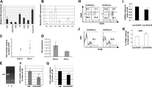 Figure 6. Thymocyte Ihh expression is required for adult thymocyte development. (A,B) Expression of Ihh (A) and Gli1 (B) was assessed by quantitative RT-PCR in FACS-sorted populations of adult and fetal murine tissue. Levels of Ihh and Gli1 transcription were normalized for HPRT mRNA content and are shown relative to HPRT normalized transcription in the CD25+ DN population (Ihh) and DN1 population (Gli1). Thymocytes were sorted on a Modular Flow Cytometer (MoFlo; Dako North America), and purity was more than 98%. (C) Relative thymocyte number (relative to the mean of WT littermates) of 3-week-old WT (n = 8) and Ihh+/− (n = 8) littermates revealed a significant difference in SD as judged by F test (P < .001). Mean thymocyte number: litter 1 WT 1.2 × 108, Ihh+/− 1.77 × 108; litter 2 WT 1.44 × 108, Ihh+/− 1.76 × 108; litter 3 WT 1.35 × 108, Ihh+/− 1.81 × 108. (D) Transcription of Ihh in DP thymocytes from Ihh+/+ and Ihh+/− thymi. Relative levels of Ihh transcription were measured as described in Figure 1A and were normalized for HPRT mRNA content. (E) Excision of the Ihh gene as assessed by PCR from vavCre− (lane1) and vavCre+ Ihhfl/fl mice (lane 2). (F) Relative cell number (calculated relative to the mean of the WT littermates) of the thymus of 4- to 6-week-old mice of littermates (all Cre−: nonknockout mice, n = 9) compared with knockout mice (vavCre+Ihhflnull, n = 4) showed a significant decrease in thymocyte cell number (P = .003). Mean thymocyte number: litter 1 littermate (LM) 1.7 × 108, vavCre+Ihhflnull 0.75 × 108; litter 2 LM 1.95 × 108, vavCre+Ihhflnull 0.47 × 108; litter 3 LM 1.48 × 108, vavCre+Ihhflnull 1.28 × 108; litter 4 LM 1.2 × 108, vavCre+Ihhflnull 9.2 × 107. (G) Relative cell number (calculated as in panel D) of the thymus isolated from 4- to 6-week-old mice of littermate vavCre−Ihhfl/fl mice (WT, n = 15) compared with vavCre+Ihhfl/fl mice (knockout mice, n = 5) showed a significant decrease in thymocyte number (P = .016). Mean thymocyte numbers: litter 1 vavCre−Ihhfl/fl 3 × 108, vavCre+Ihhfl/fl 1.925 × 108; litter 2 vavCre−Ihhfl/fl 3.24 × 108, vavCre+Ihhfl/fl 2.59 × 108; litter 3 vavCre−Ihhfl/fl 2.115 × 108, vavCre+Ihhfl/fl 1.3 × 108; litter 4 vavCre−Ihhfl/fl 2.8 × 108, vavCre+Ihhfl/fl 1.75 × 108. (H) FACS analysis of CD44 and CD25 expression on CD4−8−3− thymocytes from vavCre−Ihhfl/fl and vavCre+Ihhfl/fl mice revealed reduced transition to the DN4 stage in development. (I) Histogram shows the percentage of DN4 cells in the DN population, relative to the mean percentage in Cre− littermates for vavCre−Ihhfl/fl (n = 13) and vavCre+Ihhfl/fl knockout mice (n = 6). *Significant difference by Student t test (P = .028). (J) Intracellular TCR-β expression was analyzed in DN3 thymocytes from littermate vavCre−Ihhfl/fl WT (n = 14) and vavCre+Ihhfl/fl knockout mice (n = 6). (K) The bar chart shows the percentage of icTCR-β+ cells in the DN3 population, relative to the mean percentage of icTCR-β+ cells in the DN3 population in WT littermates, for vavCre−Ihhfl/fl WT (n = 14) and vavCre+ihh fl/fl knockout mice (n = 6). A significant increase in icTCR-β expression was observed in vavCre+Ihhfl/fl knockout DN3 population, as determined by Student t test (P = .012).