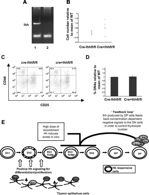Figure 7. Ihh produced by thymocytes signals to negatively regulate differentiation from DN to DP in the adult. (A) Excision of the Ihh gene as assessed by PCR from CD2Cre− (lane 1) and CD2Cre+ Ihhfl/fl (lane 2) thymocytes. (B) Relative thymocyte number (relative to the mean of WT littermates) of 4- to 6-week-old CD2Cre− and vavCre+ Ihhfl/fl littermates showed a significant difference in SD, by F test (P = .001). Mean thymocyte number: litter 1, CD2Cre−Ihhfl/fl 3.77 × 108, CD2Cre+Ihhfl/fl 4.225 × 108; litter 2, CD2Cre−Ihhfl/fl 1.03 × 108, CD2Cre+Ihhfl/fl 1.245 × 108; litter 3, CD2Cre−Ihhfl/fl 2.84 × 108, CD2Cre+Ihhfl/fl 3.575 × 108; litter 4, CD2Cre−Ihhfl/fl 1.08 × 108, CD2Cre+Ihhfl/fl1.34 × 108; litter 5, CD2Cre−Ihhfl/fl 2.67 × 108, CD2Cre+Ihhfl/fl 3.31 × 108. (C) FACS analysis of CD44 and CD25 expression on CD4−8−3− thymocytes from CD2Cre−Ihhfl/fl and CD2Cre+Ihhfl/fl mice. (D) Histogram shows the percentage of DN4 cells in the DN population, relative to the mean percentage in Cre− littermates for CD2Cre−Ihhfl/fl (n = 13) and CD2Cre+Ihhfl/fl knockout mice (n = 6). The differences were not significant by Student t test. (E) Model of functions of Shh and Ihh signaling in the control of thymocyte ho-meostasis.