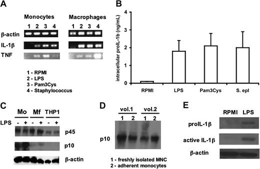 Figure 4. mRNA levels and processing of IL-1β in monocytes versus macrophages. (A) Steady-state levels of IL-1β and TNF-α in freshly isolated PBMCs or monocyte-derived macrophages after 4 hours of incubation with, LPS (100 ng/mL), Pam3Cys (10 μg/mL), or S epidermidis (106 organisms/mL). (B) Intracellular levels of precursor IL-1β in monocyte-derived macrophages stimulated for 24 hours with the various stimuli as in panel A. (C) Western blot of caspase-1 peptides in monocytes (Mo), macrophages (Mf), or THP-1 cells after 2 hours with and without LPS (100 ng/mL). (D) Western blot of the active p10 fragment of caspase-1 (sc515 antibody from Santa Cruz Biotechnology) in freshly isolated monocytes (column 1) and in monocytes that have adhered for 2 hours in polystyrene plates (column 2). (E) IL-1β and pro-interleukin-1β (proIL-1β) Western blots of lysates of monocyte-derived macrophages before and after stimulation for 24 hours with 100 ng/mL LPS.