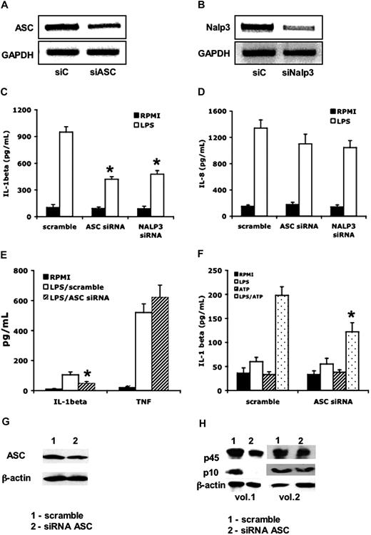 Figure 5. The role of ASC and NALP3 in the production and release of IL-1β. THP-1 cells were transfected with siRNA against ASC or NALP3 or control scramble (siC). RT-PCR of lysates after overnight incubation for ASC (A) or NALP3 (B). Cells were transfected with scrambled or target siRNA, then primed for 24 hours with PMA (100 ng/mL), and thereafter stimulated for 24 hours with LPS (1 μg/mL). After 24 hours, IL-1β (C) or IL-8 (D) was assessed in the supernatants (*P < .05 compared with the stimulation with LPS in cells treated with scramble siRNA). (E) Levels of supernatant IL-1β and TNF-α in primary PBMCs after transfection with scramble or siRNA for ASC and subsequent stimulation with LPS for 24 hours (n = 5, mean ± SEM, *P < .05 compared with LPS/scramble). (F) Levels of supernatant IL-1β in PBMCs stimulated for 3 hours with LPS (100 ng/mL), after which ATP (1 mM) or a combination of LPS and ATP was added for an additional 15 minutes. PBMCs were stimulated that were transfected with either scramble or siRNA against ASC (n = 5, means ± SEM, *P < .05 compared with LPS/ATP in the cells transfected with scramble siRNA). (G) Western blot of ASC in PBMCs transfected with either scramble or siRNA against ASC. (H) Western blot of the p10 and p45 caspase-1 in PBMCs transfected with either scramble (column 1) or siRNA (column 2) against ASC.