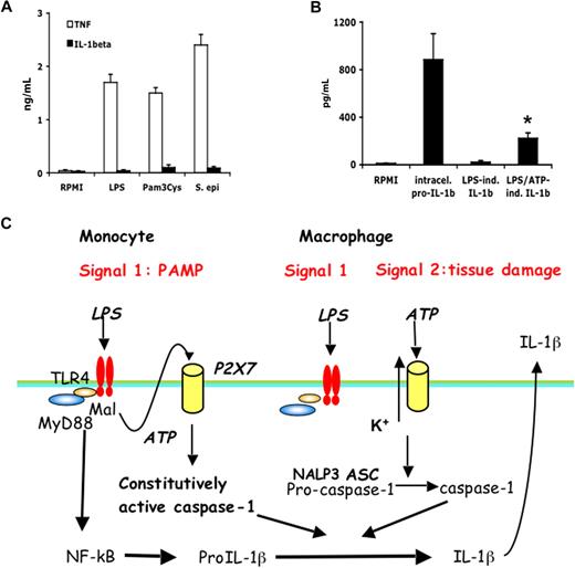 Figure 7. Alveolar macrophages require the second stimulation by ATP to release mature IL-1β after LPS. (A) Human alveolar macrophages were stimulated for 24 hours with RPMI, LPS (100 ng/mL), Pam3Cys (10 μg/mL), or S epidermidis (106 organisms/mL). (B) Alveolar macrophages were stimulated with LPS (1 μg/mL) or a combination of LPS and ATP (1 mM). Intracellular pro-IL-1β after LPS stimulation after 4 hours, and the extracellular IL-1β release after stimulation with LPS or LPS/ATP, was assessed by ELISA. The stimulation experiments were performed in cells harvested from 5 volunteers (means ± SEM, *P < .05 compared with LPS stimulation alone). (C) Diagram representing the IL-1β activation pathways in monocytes and macrophages. Caspase-1 is constitutively activated in monocytes, and these cells release mature IL-1β after single stimulation with TLR ligands. IL-1β secretion is induced by endogenously released ATP. In contrast, macrophages need a double stimulation: one stimulus (TLR ligands) induces transcription, and a second stimulus (ATP) induces IL-1β secretion.