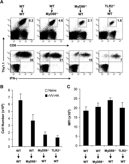 Figure 2. Clonal expansion is severely compromised in MyD88−/− and TLR2−/− clone 4 CD8 T cells in response to viral infection in vivo. A total of 104 naive WT, MyD88−/−, or TLR2−/− clone 4 CD8 T cells (Thy1.1+) were transferred into WT (WT→WT, MyD88−/− →WT, or TLR2−/−→WT) or MyD88−/− (WT→MyD88−/−) recipient mice (Thy1.2+) that were either left uninfected (naive) or infected with 5 × 105 pfu rVV-HA intraperitoneally. Seven days after infection, splenocytes were analyzed for the expansion of clonotypic T cells and their function by IFN-γ intracellular staining. (A) The percentages of clonotypic T cells among total lymphocytes (top) and IFN-γ–producing clonotypic T cells among total CD8+ T cells (bottom) in rVV-HA infected mice are indicated. (B) The absolute cell number per spleen of CD8+Thy1.1+ clonotypic T cells in both uninfected and rVV-HA infected hosts with SDs are indicated (n = 4 per group). For all groups: naive versus rVV-HA, P < .001. For rVV-infected hosts: WT→MyD88−/− versus WT→WT, P < .05; MyD88−/−→WT or TLR2−/−→WT versus WT→WT, P < .001. (C) The mean fluorescence intensity (MFI) of IFN-γ–producing clonotypic cells is indicated. WT→MyD88−/−, MyD88−/−→WT, or TLR2−/−→WT versus WT→WT, P > .05. Data shown are representative of 3 independent experiments.